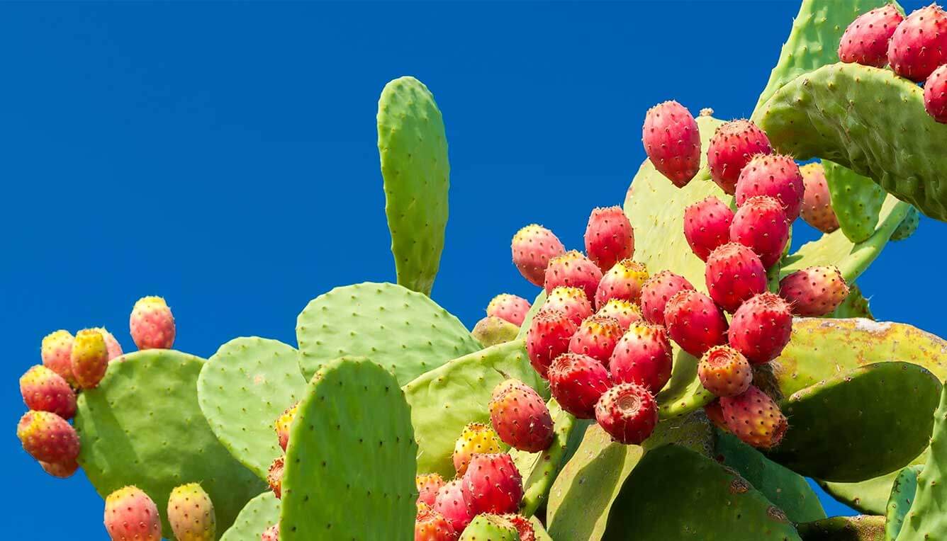 Prickly-Pear-Seed-Oil